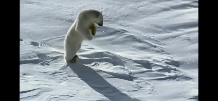 Polar bear (Ursus maritimus) as shown in Frozen Planet - Spring